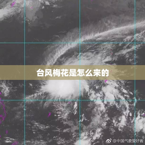 台风梅花是怎么来的 台风梅花是怎么来的