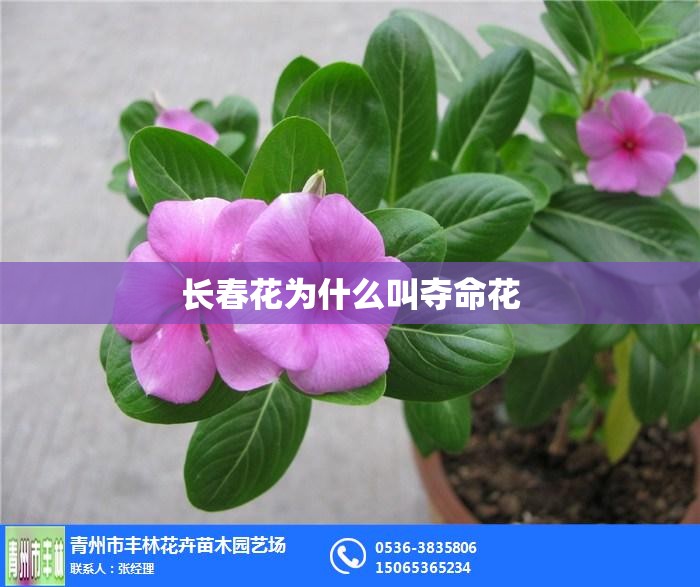 长春花为什么叫夺命花 长春花为什么叫夺命花
