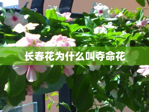 长春花为什么叫夺命花 长春花为什么叫夺命花