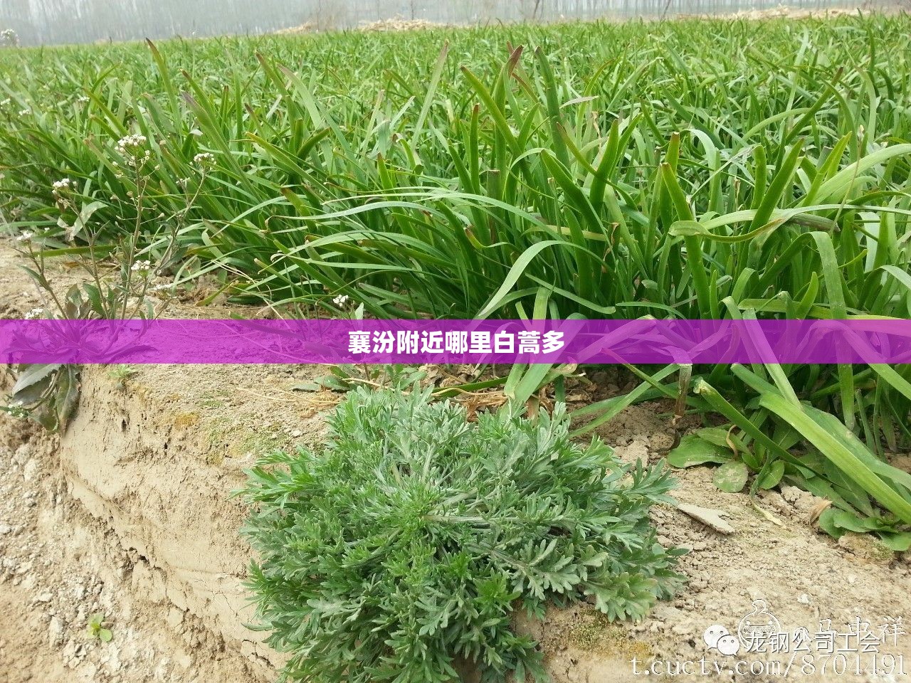 盛通股份目标价（盛通股份概念）
