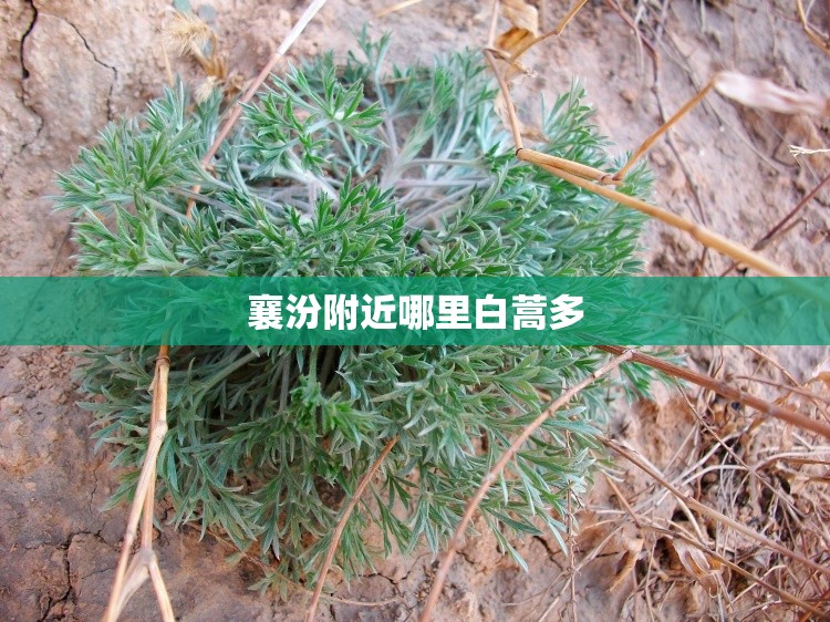 襄汾附近哪里白蒿多