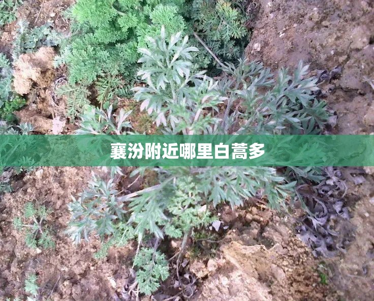 襄汾附近哪里白蒿多