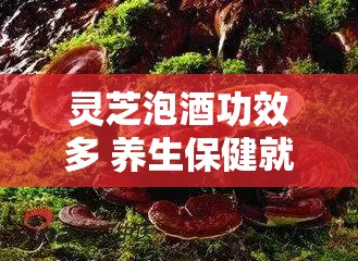 灵芝泡酒功效多 养生保健就喝它