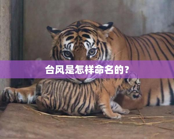 台风是怎样命名的? 台风是怎样命名的?