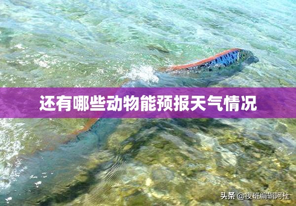 还有哪些动物能预报天气情况