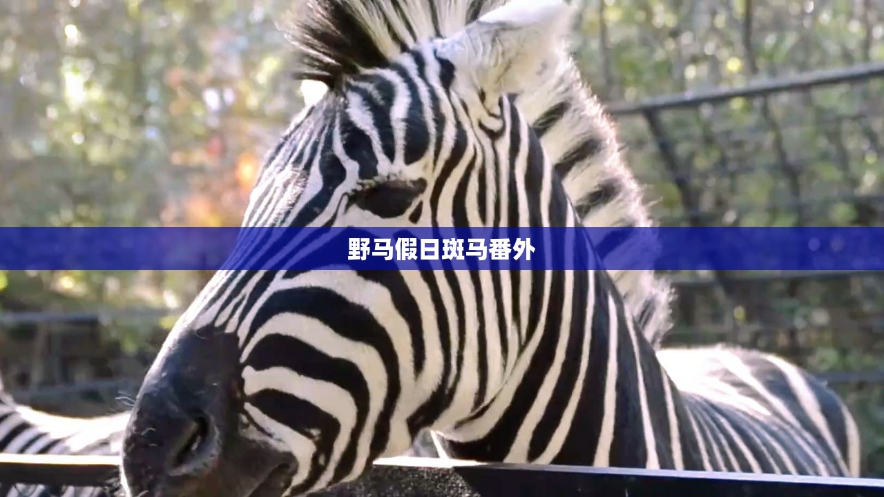 野马假日斑马番外 野马假日斑马番外