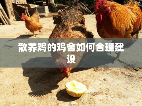 散养鸡的鸡舍如何合理建设 散养鸡的鸡舍如何合理建设