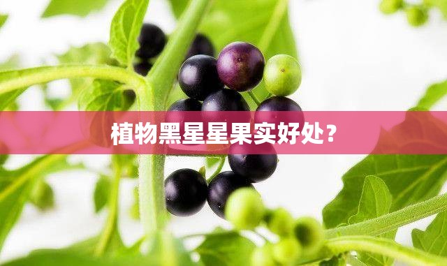 植物黑星星果实好处? 植物黑星星果实好处?