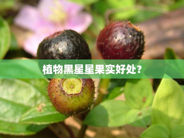 植物黑星星果实好处? 植物黑星星果实好处?