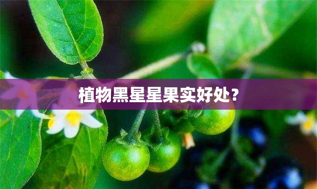 植物黑星星果实好处? 植物黑星星果实好处?